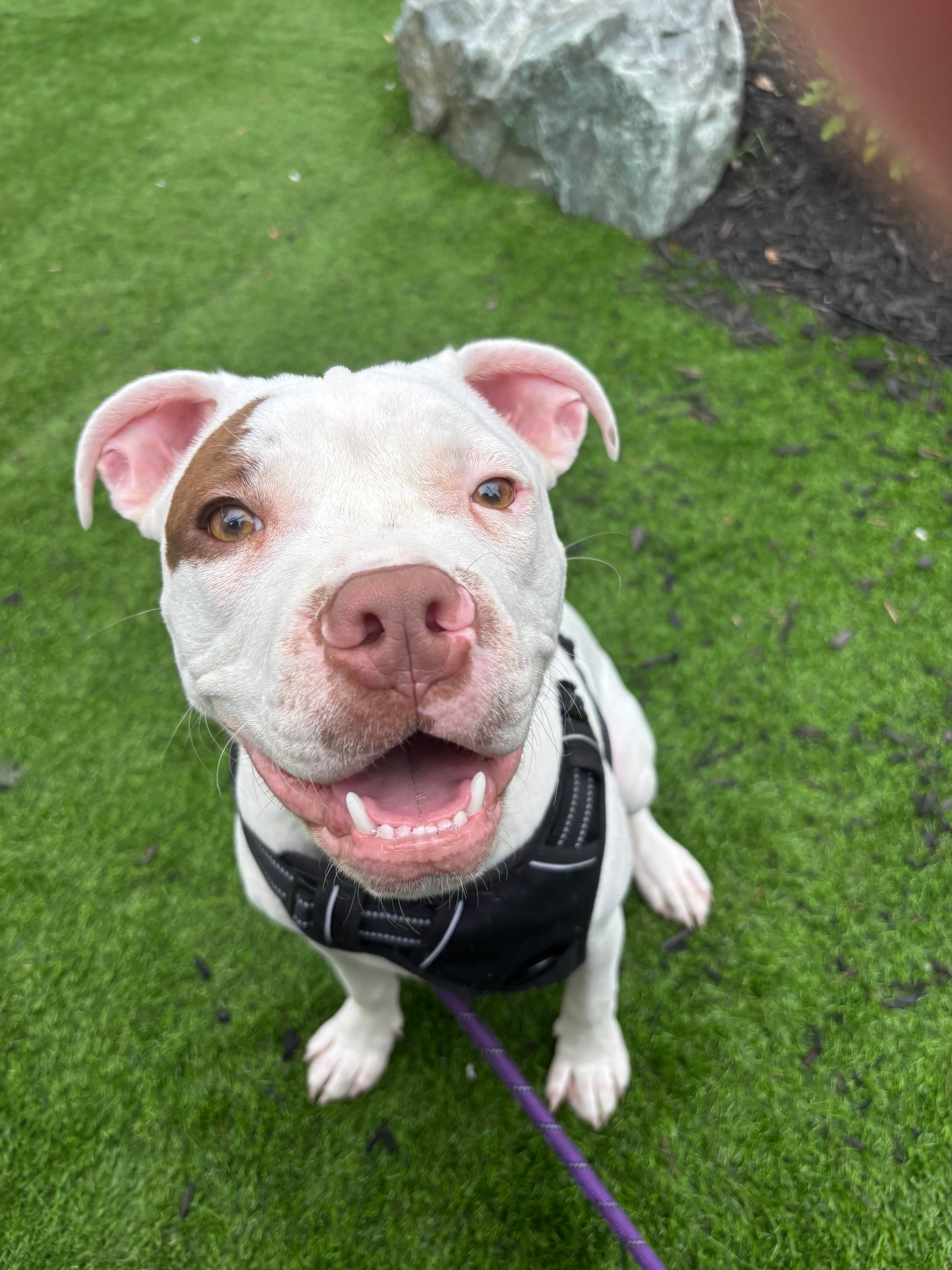Happy dog enjoying an outdoor moment with premium pet care